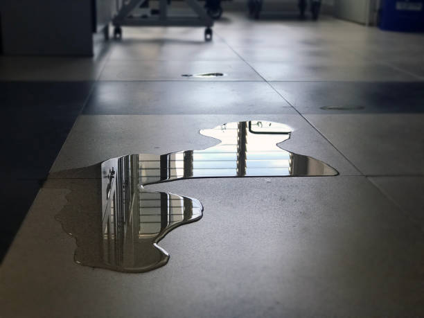 Best Professional water damage repair  in West Carrollton, OH